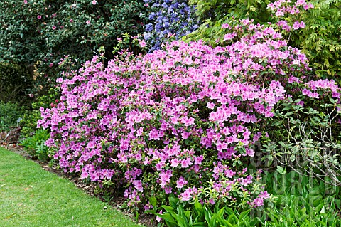 RHODODENDRON_EVELYN_HYDE