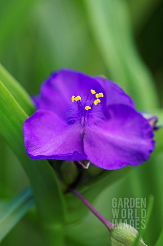 TRADESCANTIA_ANDERSONIANA_GROUP_PUREWELL_GIANT