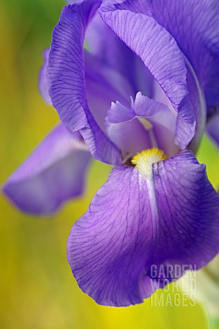 IRIS_PALLIDA_DALMATICA