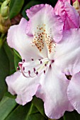 RHODODENDRON MRS CHARLES E PEARSON