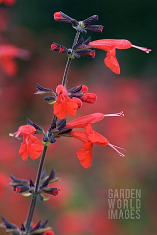 SALVIA_COCINEA_LADY_IN_RED