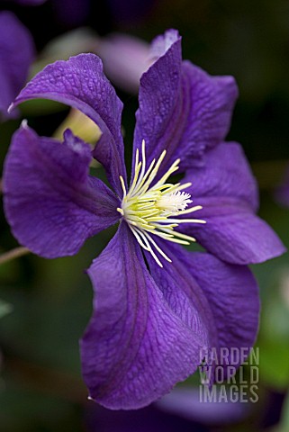 CLEMATIS_LADY_BETTY_BALFOUR