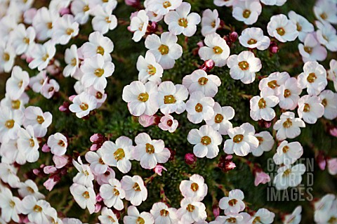 SAXIFRAGA_SWING_GROUP_MARY_GOLDS