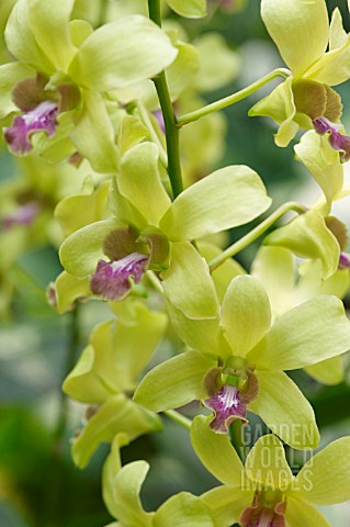 DENDROBIUM_JEAN_CHRETIEN_DENDROBIUM_MAK_SEE_X_DENDROBIUM_ANCHING_LUBAG