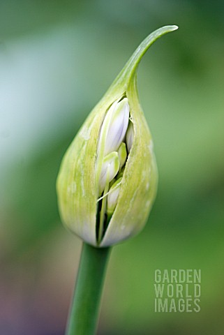 AGAPANTHUS_AFRICAN_BLUE_LILY_BUD