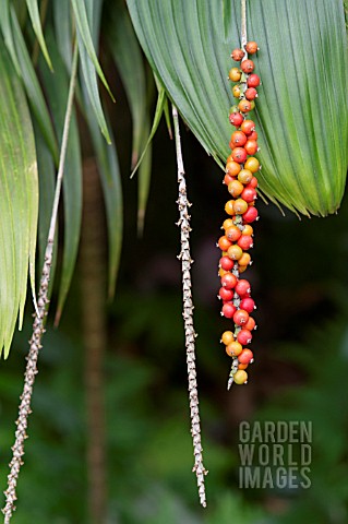 RIPE_BERRIES_HANGING_FROM_A_PALM