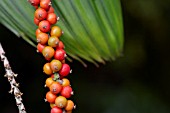 RIPE BERRIES HANGING FROM A PALM