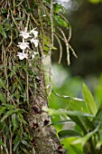 DENDROBIUM DEAREI ORCHID GROWING ON A TREE TRUNK