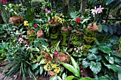 ORCHID COLLECTION AT SINGAPORE BOTANICAL GARDENS