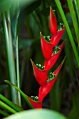 HELICONIA BIHAI LOBSTER CLAW ONE