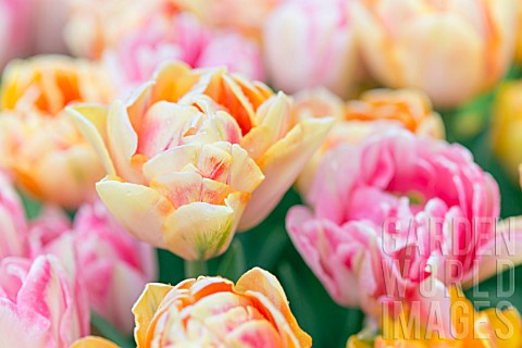 Pastel_double_Tulips