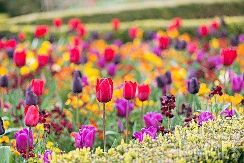 MIXED_PLANTING_WITH_TULIPS_AND_ERYSIMUM