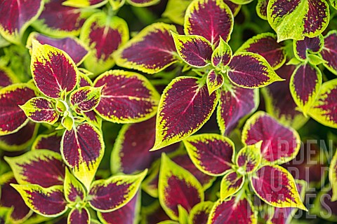 RED_AND_GREEN_COLEUS