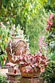 RED AND GREEN ECHEVERIA WITH FLOWER STEMS IN A POT OUTSIDE