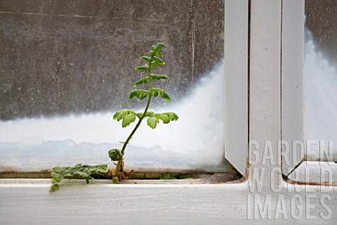 FERN_GROWING_FROM_A_CRACK_IN_A_WINDOW_FRAME