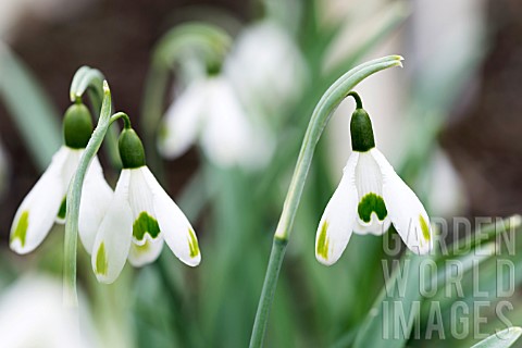 GALANTHUS_GREEN_OF_HEARTS