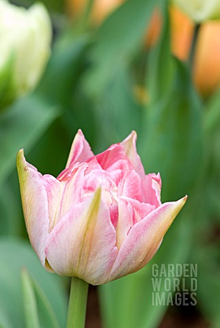 TULIPA_QUEEN_OF_THE_PINKS_PINK_DWARF_DOUBLE_EARLY_TULIP