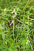 OPHRYS APIFERA; BEE ORCHID