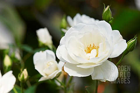 SMALL_WHITE_ROSE