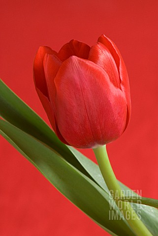 RED_TULIPS
