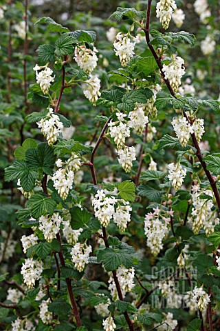 RIBES_SANGUINEUM_VAR_GLUTINOSUM_INVERNESS_WHITE