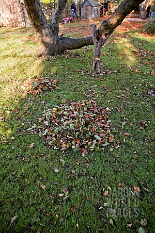 PILE_OF_AUTUMN_LEAVES_IN_GARDEN
