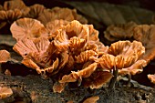 www.gardenworldimages.com/ImageThumbs/JYG_0901120701/1/JYG_0901120701_MICROMPHALE_BRASSICOLENS_VAR_BRASSICOLENS_MARASME_WITH_ODEUR_OF_CABBAGE_BASIONYME__MARASMIUS_BRASSIC.jpg