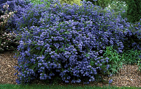 _CEANOTHUS__CONCHA__CALIFORNIA_LILAC__WHOLE_PLANT