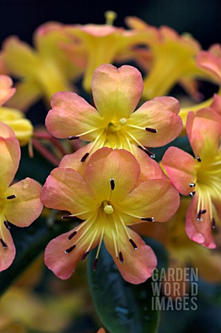 RHODODENDRON_SUNNY__MARCH
