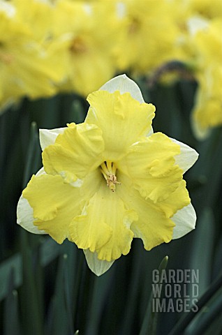 NARCISSUS_PRETTY_IN_YELLOW