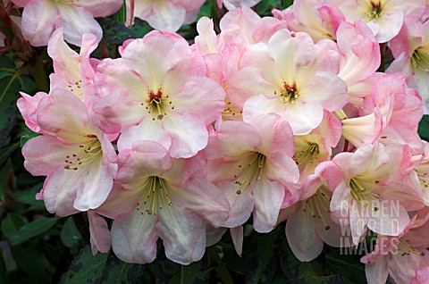 RHODODENDRON_PATRICIAS_DAY