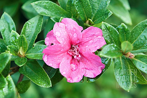 RHODODENDRON_HEXE