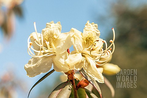 RHODODENDRON_LUTESCENS