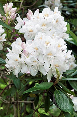 RHODODENDRON_PURITY