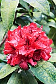 RHODODENDRON TRILBY