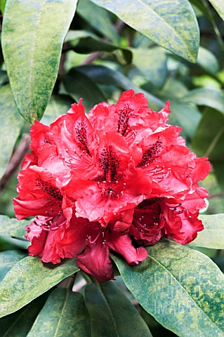 RHODODENDRON_TRILBY