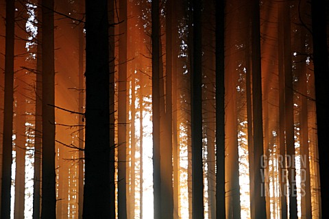 SUNSET_IN_PINE_FOREST