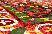 DETAIL OF FLOWER CARPET, BRUSSELS, GRAND PLACE 2008