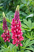 LUPINUS ROTE FLAMME
