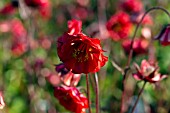 GEUM FLAMES OF PASSION