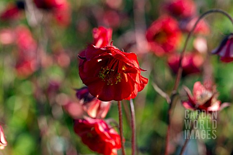 GEUM_FLAMES_OF_PASSION