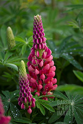 LUPINUS_ROTE_FLAMME