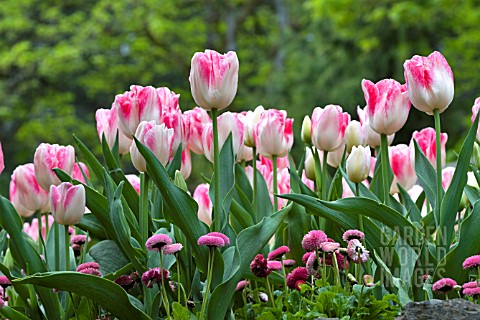 PINK_AND_WHITE_TULIPS_WITH_BELLIS_PERENNIS_UNDERPLANTING