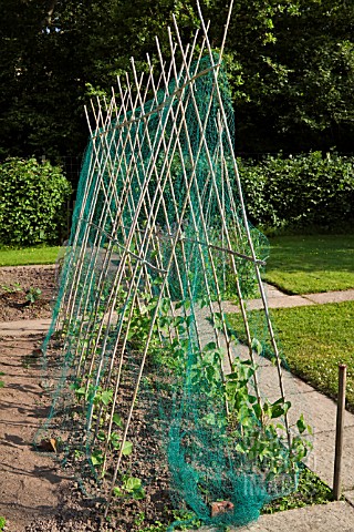 RUNNER_BEANS_GROWING_ON_BAMBOO_A_FRAME_WITH_PROTECTIVE_NETTING