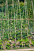 RUNNER BEANS WITH BAMBOO SUPPORTS AND PROTECTIVE NETTING