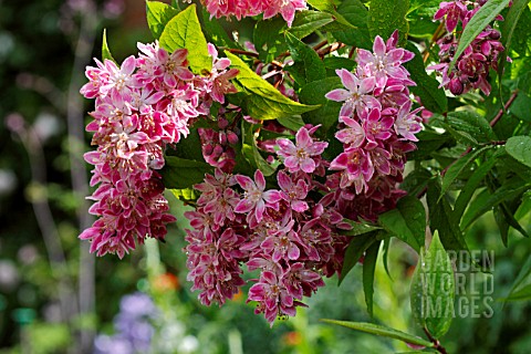 DEUTZIA_X_HYBRIDA_STRAWBERRY_FIELDS