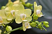 PALE YELLOW GREEN PHALAENOPSIS ORCHIDS
