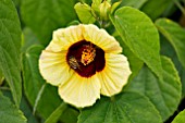 YELLOW HIBISCUS WITH BEE