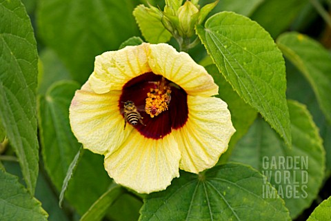 YELLOW_HIBISCUS_WITH_BEE
