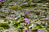 LILY POND WITH PURPLE NYMPHAEA